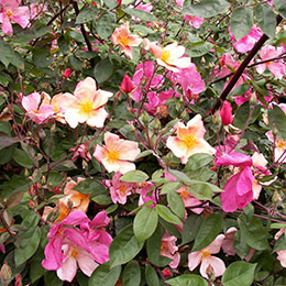 Rose 'Mutabilis', Chinese Rose